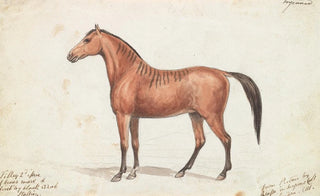 Charles Hamilton Smith - Filley Bearing Marks of Quagga.webp