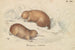 Echidné à long bec - Charles Hamilton Smith — Ansicht des Kunstwerks