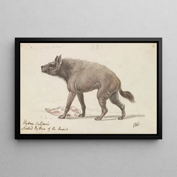 Charles Hamilton Smith - Naked Hyaena of the Deserts of Nubia.webp
