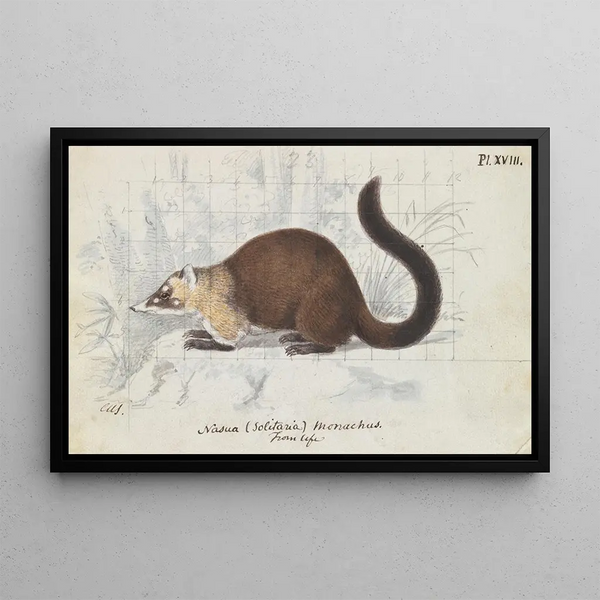 Charles Hamilton Smith - Nasua Solitaria Monachus From Life.webp