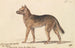 Dingo aus Neuholland - Charles Hamilton Smith — Ansicht des Kunstwerks