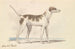 Hund orientalisch - Charles Hamilton Smith — Ansicht des Kunstwerks