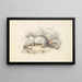 Paradoxurus Dubius - Charles Hamilton Smith — gerahmtes Bild an der Wand