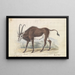 Antilope sable - Charles Hamilton Smith — gerahmtes Bild an der Wand