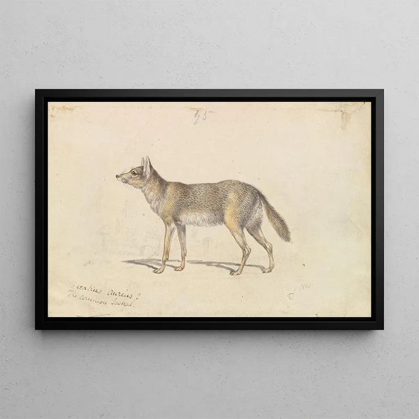 Charles Hamilton Smith - The Common Jackal.webp