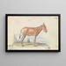 L'Hlymar oder Hamur, persischer Wildesel - Charles Hamilton Smith — gerahmtes Bild an der Wand