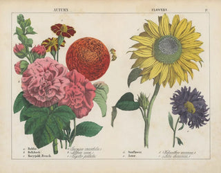 Herbstblumen - Charlotte Mary Yonge — Ansicht des Kunstwerks