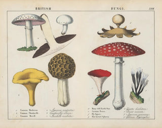 Fungi britanniques - Charlotte Mary Yonge — Ansicht des Kunstwerks