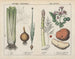 Küchen-Gemälde Gemüse und Wurzeln: Sellerie, Zwiebel, Spargel, Kartoffel - Charlotte Mary Yonge — Ansicht des Kunstwerks