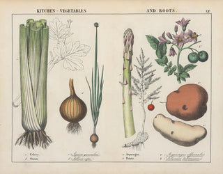 Küchen-Gemälde Gemüse und Wurzeln: Sellerie, Zwiebel, Spargel, Kartoffel - Charlotte Mary Yonge — Ansicht des Kunstwerks