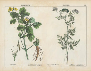 Pflanzen toxisch: Chélidoine und Wald-Kerbel - Charlotte Mary Yonge — Ansicht des Kunstwerks
