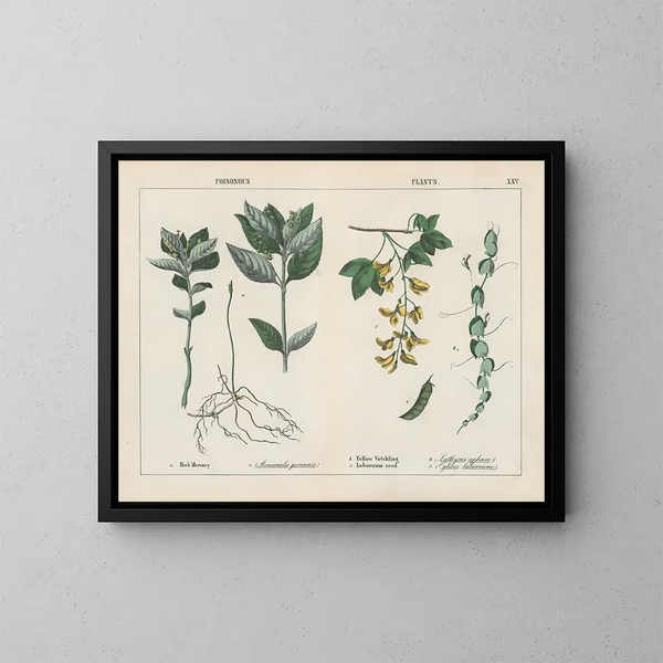 Pflanzen giftig, Quecksilberkraut, Gelbe Wicke - Charlotte Mary Yonge — gerahmtes Bild an der Wand