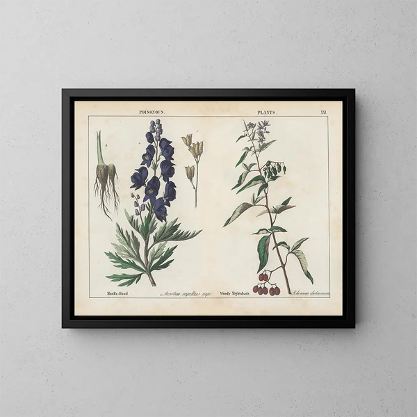 Pflanzen toxisch: Aconit und Wald-Engelwurz - Charlotte Mary Yonge — gerahmtes Bild an der Wand