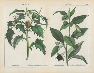 Pflanzen toxisch: Stachelapfel und Belladonna - Charlotte Mary Yonge — Ansicht des Kunstwerks