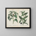 Pflanzen toxisch: Stachelapfel und Belladonna - Charlotte Mary Yonge — gerahmtes Bild an der Wand