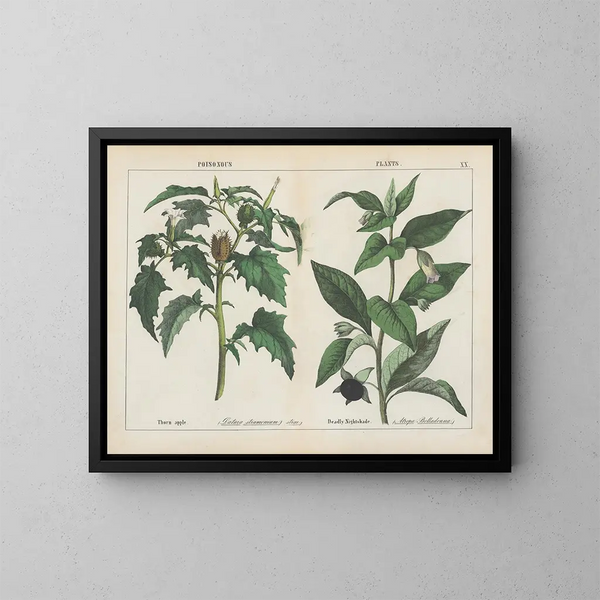 Pflanzen toxisch: Stachelapfel und Belladonna - Charlotte Mary Yonge — gerahmtes Bild an der Wand