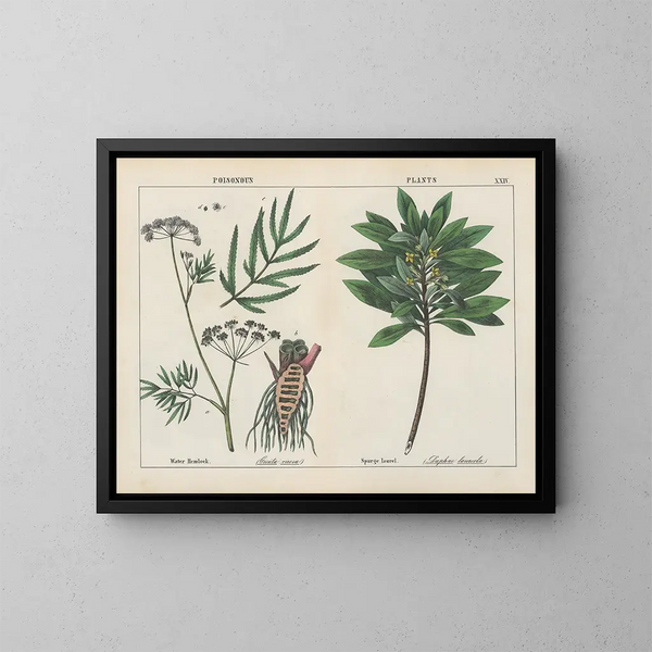 Pflanzen toxisch: giftige giftpflanzen, euphorbia laurel - Charlotte Mary Yonge — gerahmtes Bild an der Wand