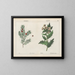 Pflanzen Giftig: Ife und Belladonna - Charlotte Mary Yonge — gerahmtes Bild an der Wand