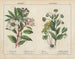 Winterblumen - Charlotte Mary Yonge — Ansicht des Kunstwerks