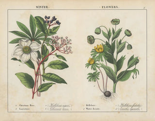 Winterblumen - Charlotte Mary Yonge — Ansicht des Kunstwerks