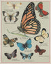 Papillons d'Amérique Pl2 - Chase Sanborn — Ansicht des Kunstwerks