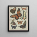 Papillons d'Amérique Pl7 - Chase Sanborn — gerahmtes Bild an der Wand