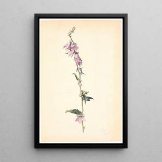 Christen Dalsgaard - Campanula.webp