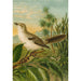 Reproduktion des Gemäldes Le monde des oiseaux nord-américains pl04 - Christian Anton Goering