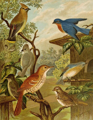 Christian Anton Goering - Die Nordamerikanische Vogelwelt pl06.webp
