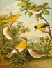 Le monde des oiseaux d'Amérique du Nord pl16 - Christian Anton Goering — Ansicht des Kunstwerks