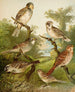 Le monde des oiseaux d'Amérique du Nord pl25 - Christian Anton Goering — Ansicht des Kunstwerks