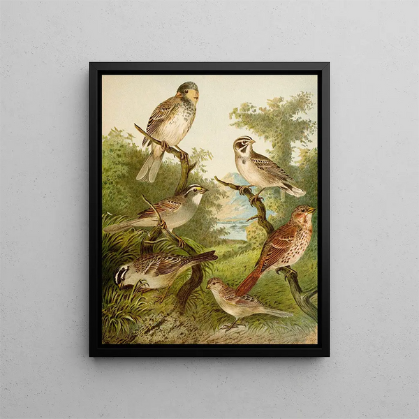 Le monde des oiseaux d'Amérique du Nord pl25 - Christian Anton Goering — gerahmtes Bild an der Wand