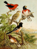 Le monde des oiseaux d'Amérique du Nord pl26 - Christian Anton Goering — Ansicht des Kunstwerks