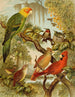 Die Welt der Vögel Nordamerikas pl27 - Christian Anton Goering — Ansicht des Kunstwerks