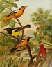 Die Welt der Vögel Nordamerikas pl31 - Christian Anton Goering — Ansicht des Kunstwerks
