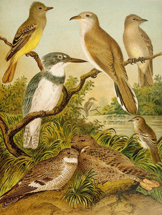Christian Anton Goering - Die Nordamerikanische Vogelwelt pl34.webp