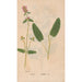 Ectypa vegetabilium Pl002 - Christian Gottlieb Ludwig — Ansicht des Kunstwerks