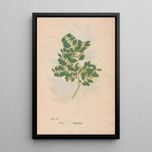 Reproduktion des Gemäldes Ectypa vegetabilium Pl004 - Christian Gottlieb Ludwig