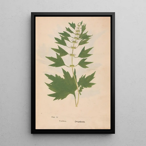 Ectypa vegetabilium Pl005 - Christian Gottlieb Ludwig — gerahmtes Bild an der Wand
