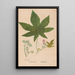 Ectypa vegetabilium Pl007 - Christian Gottlieb Ludwig — gerahmtes Bild an der Wand