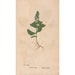 Reproduktion des Gemäldes Ectypa vegetabilium Pl008 - Christian Gottlieb Ludwig