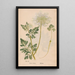 Ectypa vegetabilium Pl009 - Christian Gottlieb Ludwig — gerahmtes Bild an der Wand