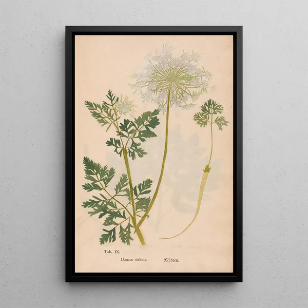 Ectypa vegetabilium Pl009 - Christian Gottlieb Ludwig — gerahmtes Bild an der Wand