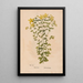 Ectypa vegetabilium Pl011 - Christian Gottlieb Ludwig — gerahmtes Bild an der Wand