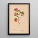 Ectypa vegetabilium Pl013 - Christian Gottlieb Ludwig — gerahmtes Bild an der Wand