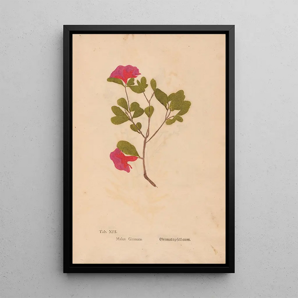 Ectypa vegetabilium Pl013 - Christian Gottlieb Ludwig — gerahmtes Bild an der Wand