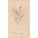 Ectypa vegetabilium Pl014 - Christian Gottlieb Ludwig — Ansicht des Kunstwerks