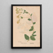 Ectypa vegetabilium Pl016 - Christian Gottlieb Ludwig — gerahmtes Bild an der Wand