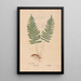 Ectypa vegetabilium Pl018 - Christian Gottlieb Ludwig — gerahmtes Bild an der Wand