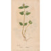 Reproduktion des Gemäldes Ectypa vegetabilium Pl019 - Christian Gottlieb Ludwig
